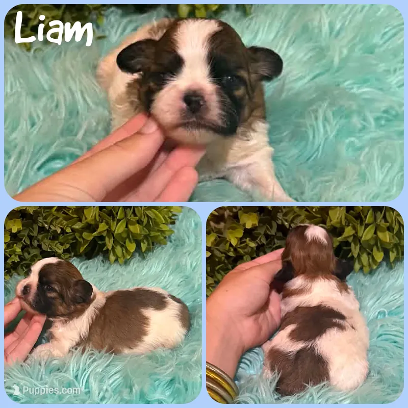 Liam – Shih Tzu puppy for sale in Jacksonville, FL