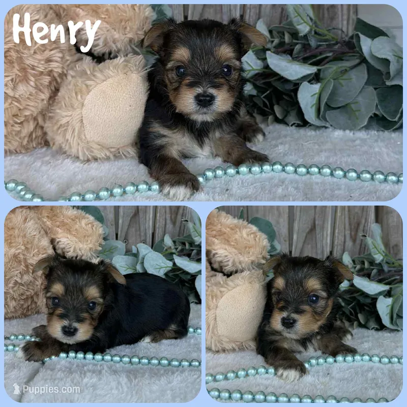 Henry – Yorkshire Terrier puppy for sale in Jacksonville, FL