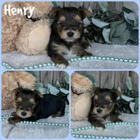 Henry, a male Yorkshire Terrier for sale in Jacksonville, FL – 1 of 1