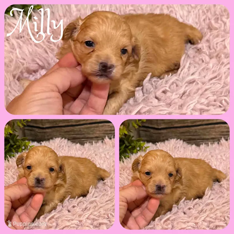 Milly – Maltipoo puppy for sale in Jacksonville, FL