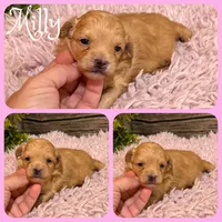 Milly, a female Maltipoo for sale in Jacksonville, FL – 1 of 1
