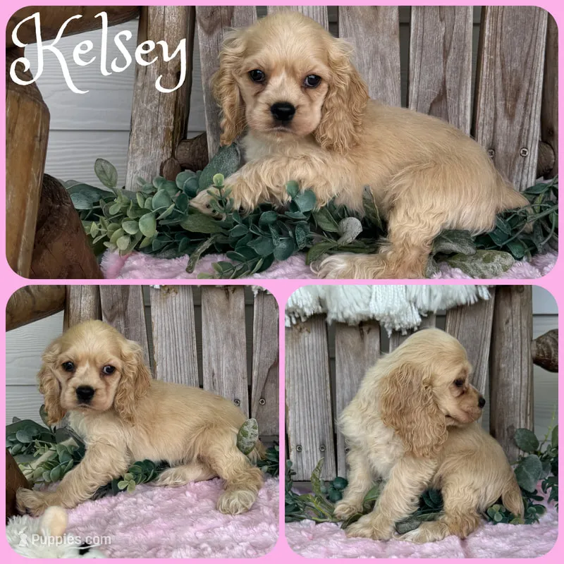 Kelsey – Cocker Spaniel puppy for sale in Jacksonville, FL
