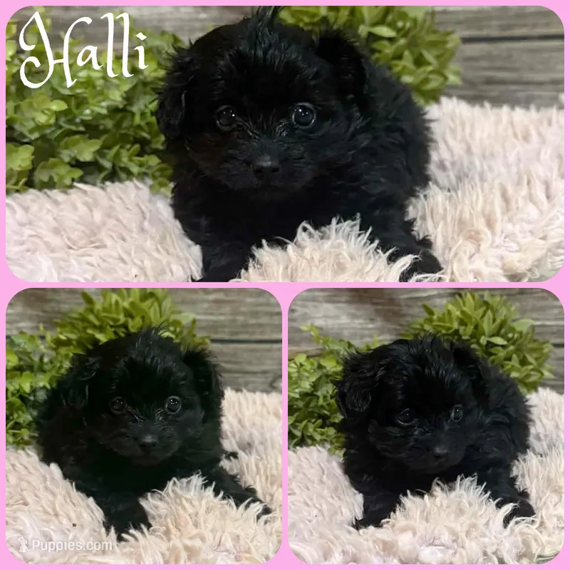 Halli – Pomapoo puppy for sale in Jacksonville, FL