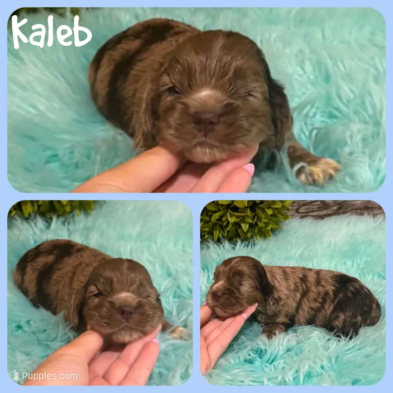 Kaleb – Cocker Spaniel puppy for sale in Jacksonville, FL