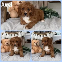 Axel, a male Cavapoo for sale in Jacksonville, FL – 1 of 1