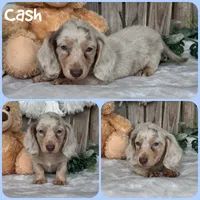 Cash, a male Miniature Dachshund for sale in Jacksonville, FL – 1 of 1