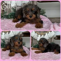 Ellie, a female Cavapoo for sale in Jacksonville, FL – 1 of 1