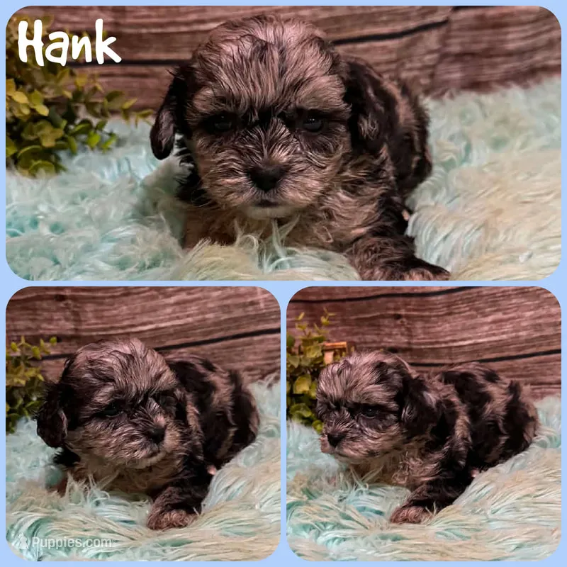 Hank – Shihpoo puppy for sale in Jacksonville, FL