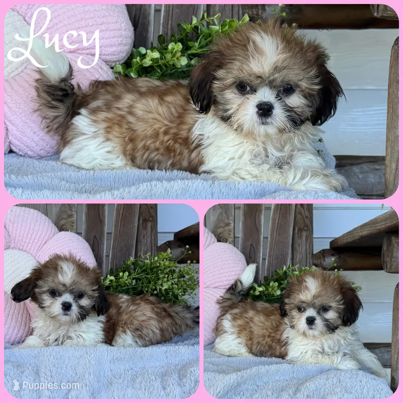 Lucy – Shih Tzu puppy for sale in Jacksonville, FL