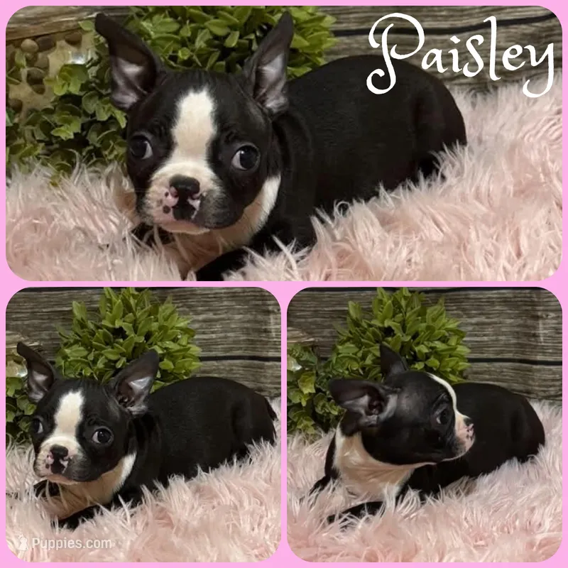 Paisley – Boston Terrier puppy for sale in Jacksonville, FL