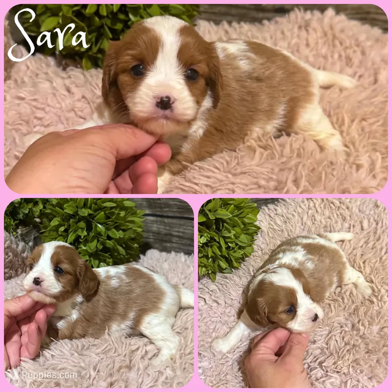 Sara – Cavapoo puppy for sale in Jacksonville, FL
