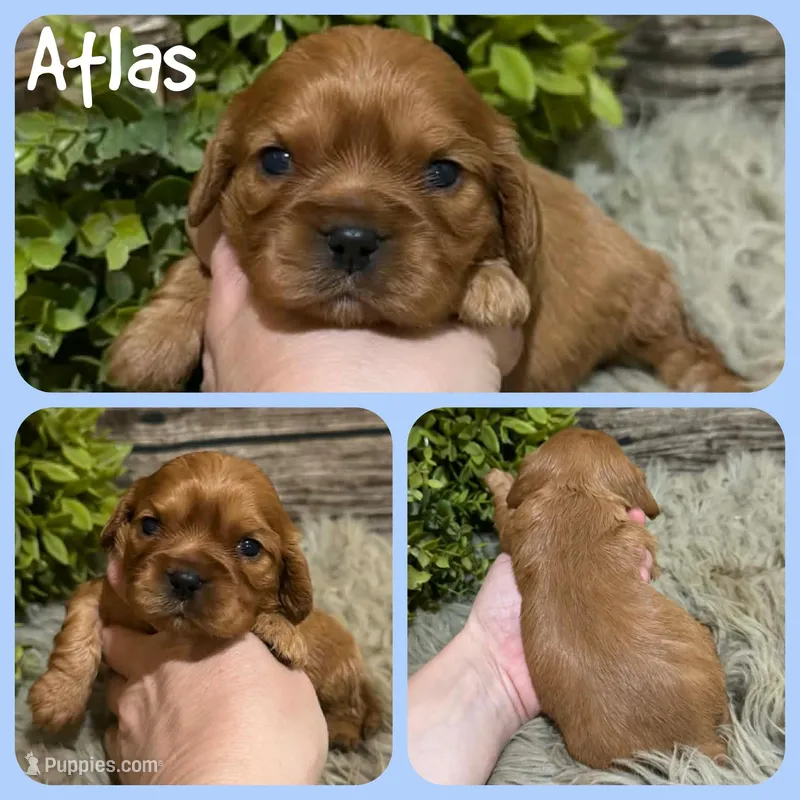 Atlas, a male Cavapoo for sale in Jacksonville, FL – Photo 1 of 1