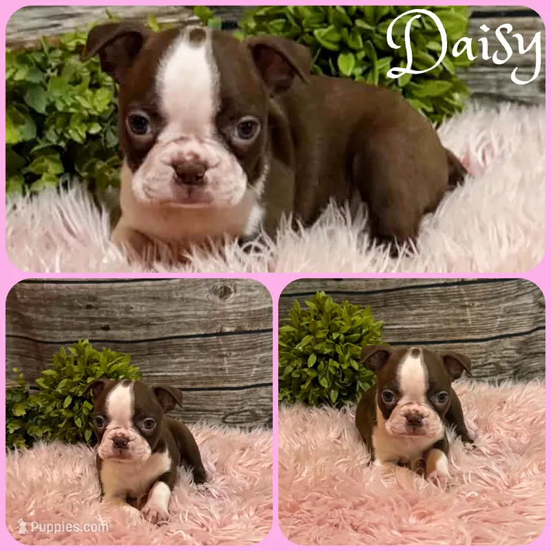 Daisy – Boston Terrier puppy for sale in Jacksonville, FL