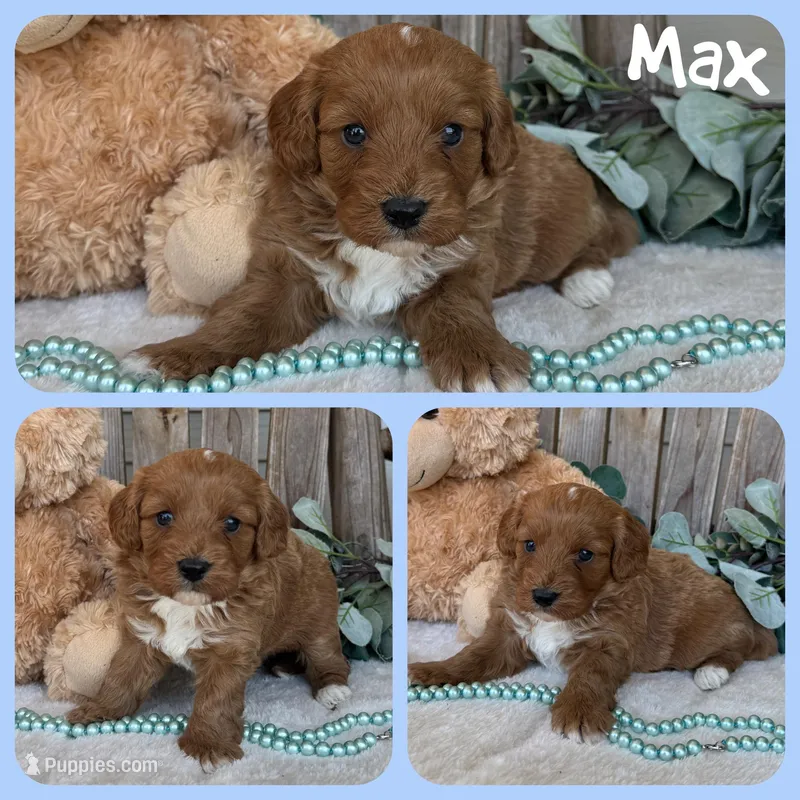 Max – Cavapoo puppy for sale in Jacksonville, FL