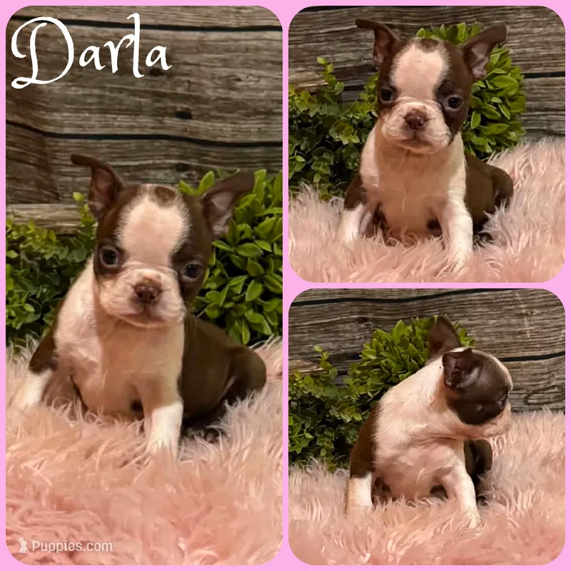 Darla – Boston Terrier puppy for sale in Jacksonville, FL