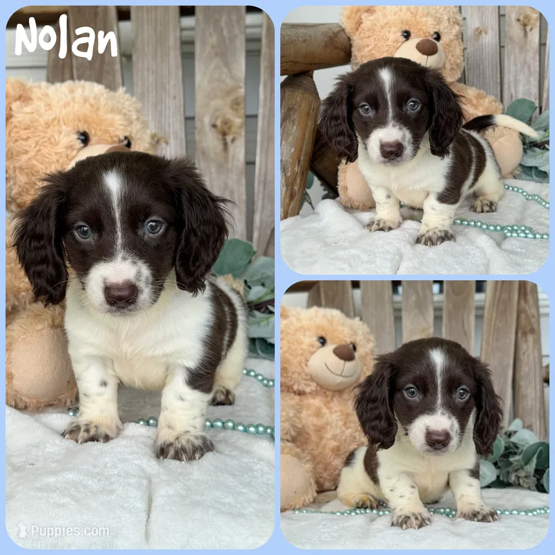 Nolan – Miniature Dachshund puppy for sale in Jacksonville, FL