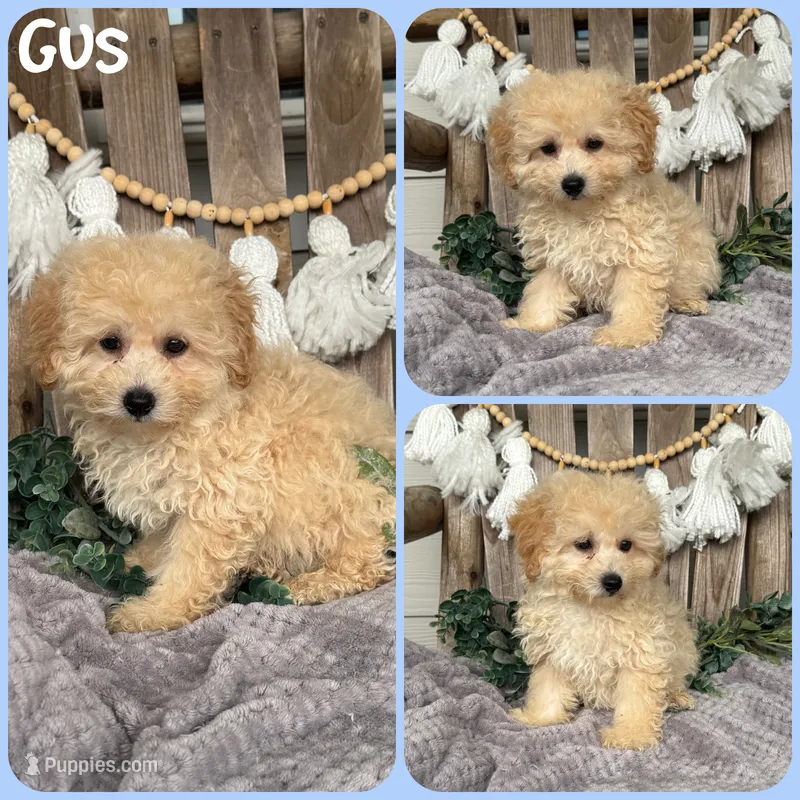 Gus – Poodle - Toy  puppy for sale in Jacksonville, FL