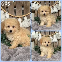 Gus, a male Poodle - Toy  for sale in Jacksonville, FL – 1 of 1