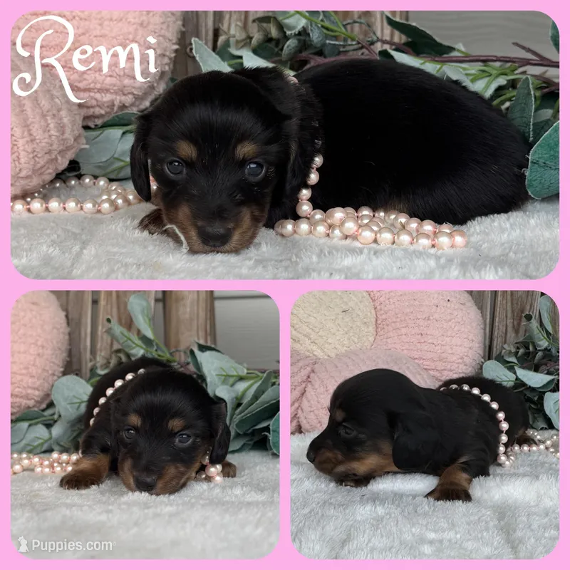 Remi – Miniature Dachshund puppy for sale in Jacksonville, FL
