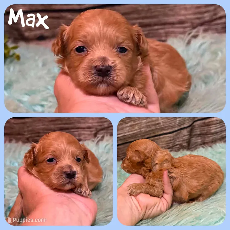 Max – Maltipoo puppy for sale in Jacksonville, FL