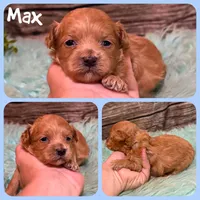 Max, a male Maltipoo for sale in Jacksonville, FL – 1 of 1