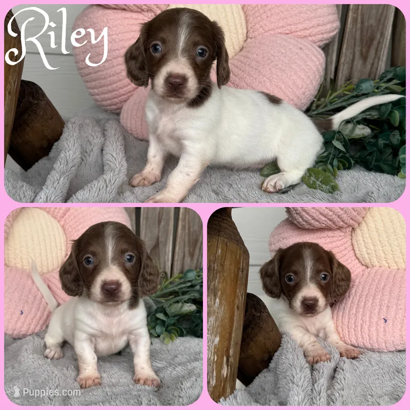 Riley – Miniature Dachshund puppy for sale in Jacksonville, FL