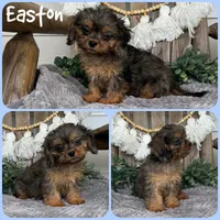 Easton, a male Cavapoo for sale in Jacksonville, FL – 1 of 1