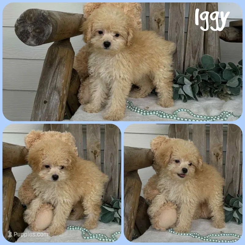 Iggy – Poodle - Toy  puppy for sale in Jacksonville, FL