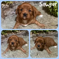 Sawyer, a male Cavapoo for sale in Jacksonville, FL – 1 of 1