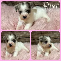 Piper, a female Miniature Schnauzer for sale in Jacksonville, FL – 1 of 1