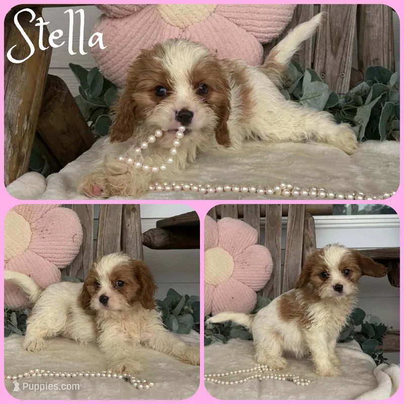 Stella – Cavapoo puppy for sale in Jacksonville, FL