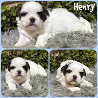 Henry, a male Shih Tzu for sale in Jacksonville, FL – 1 of 1