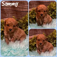 Sammy, a male Poodle - Toy  for sale in Jacksonville, FL – 1 of 1