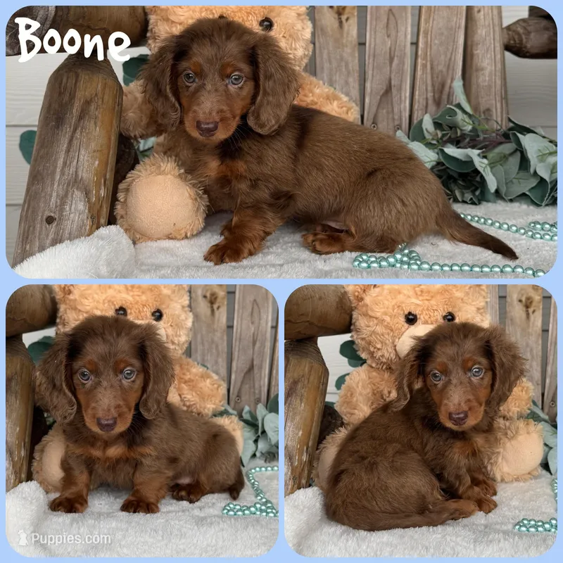 Boone – Miniature Dachshund puppy for sale in Jacksonville, FL