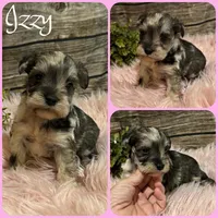 Izzy, a female Miniature Schnauzer for sale in Jacksonville, FL – 1 of 1