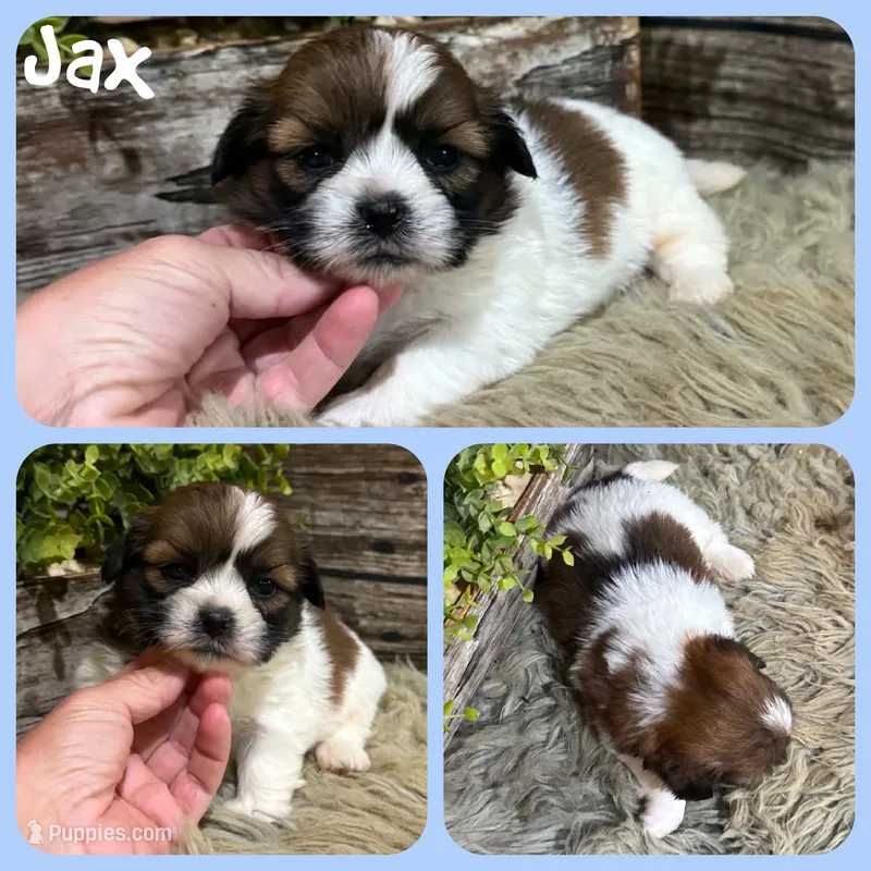 Jax – Shih Tzu puppy for sale in Jacksonville, FL