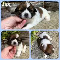 Jax, a male Shih Tzu for sale in Jacksonville, FL – 1 of 1