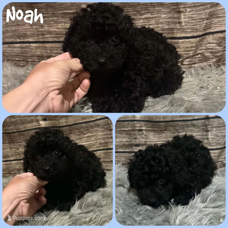 Noah – Poodle - Toy  puppy for sale in Jacksonville, FL