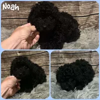 Noah, a male Poodle - Toy  for sale in Jacksonville, FL – 1 of 1