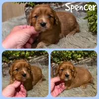 Spencer, a male Cavapoo for sale in Jacksonville, FL – 1 of 1