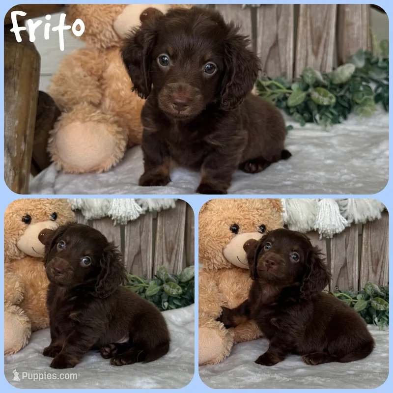 Frito – Miniature Dachshund puppy for sale in Jacksonville, FL