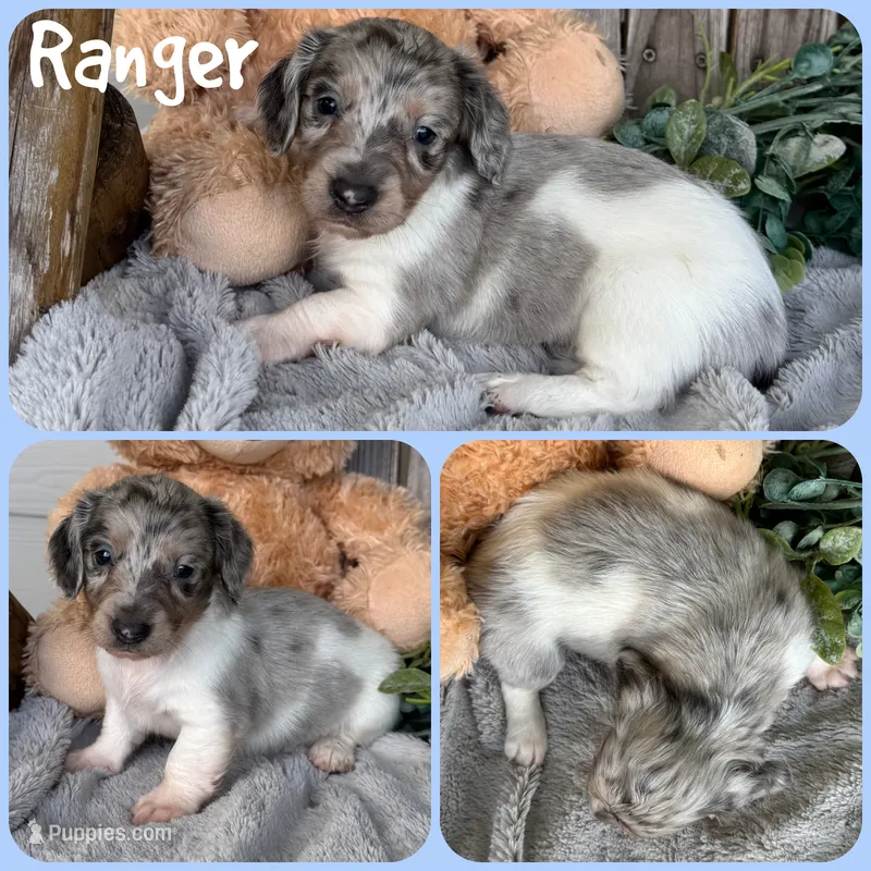 Ranger – Miniature Dachshund puppy for sale in Jacksonville, FL