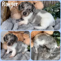 Ranger, a female Miniature Dachshund for sale in Jacksonville, FL – 1 of 1