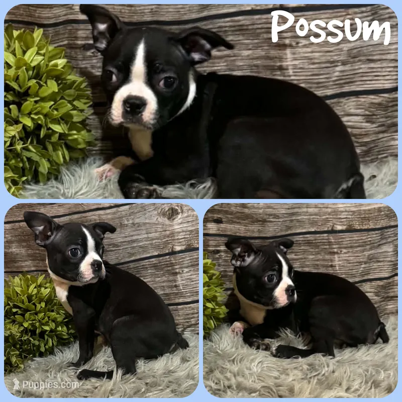 Possum – Boston Terrier puppy for sale in Jacksonville, FL