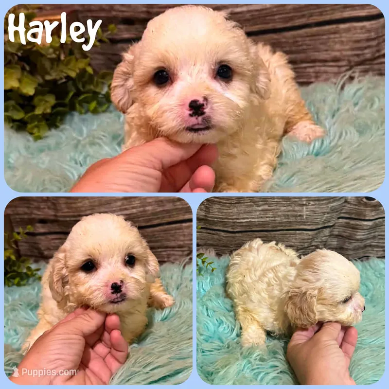 Harley – Shihpoo puppy for sale in Jacksonville, FL
