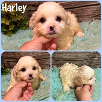 Harley, a male Shihpoo for sale in Jacksonville, FL – 1 of 1
