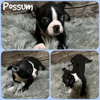 Possum, a male Boston Terrier for sale in Jacksonville, FL – 1 of 1