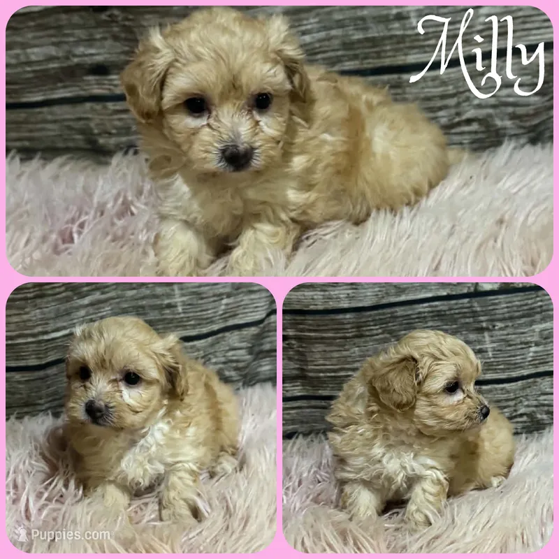 Milly – Maltipoo puppy for sale in Jacksonville, FL