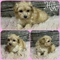 Milly, a female Maltipoo for sale in Jacksonville, FL – 1 of 1