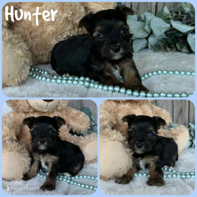 Hunter – Yorkshire Terrier puppy for sale in Jacksonville, FL